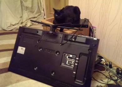 Кошка опрокинула ненадежно установленный телевизор