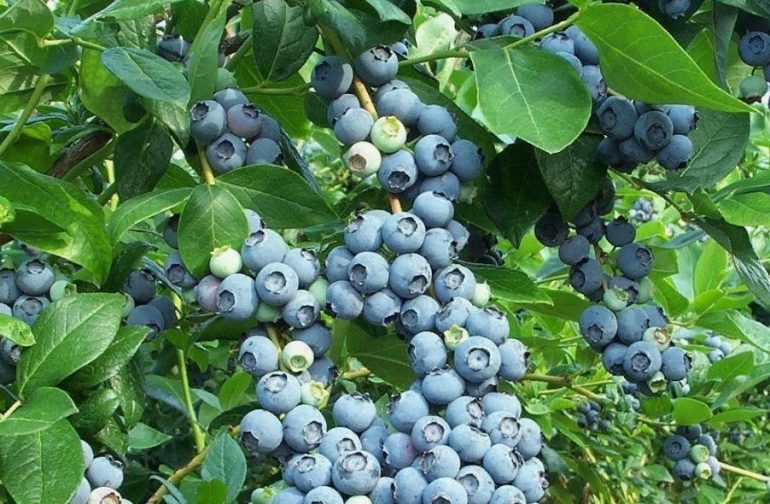 Саженцы голубики: как вырастить ягодный рай на своем участке